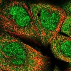p23/PTGES3 Antibody, Novus Biologicals:Antibodies:Primary Antibodies